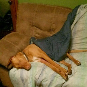 Meet your Posher, Tony